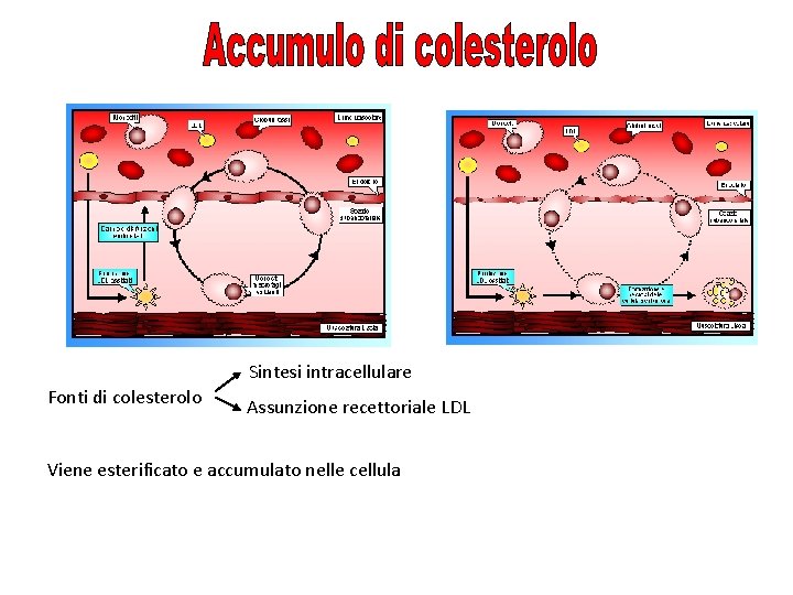 Sintesi intracellulare Fonti di colesterolo Assunzione recettoriale LDL Viene esterificato e accumulato nelle cellula