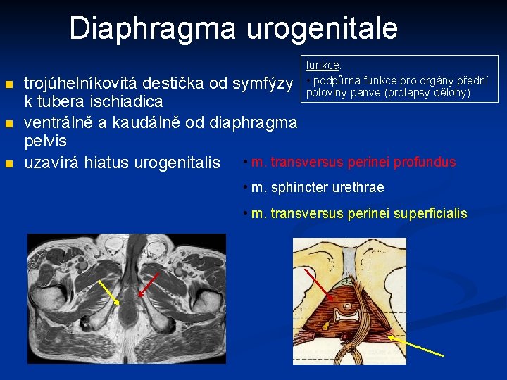 Diaphragma urogenitale n n n funkce: • podpůrná funkce pro orgány přední poloviny pánve