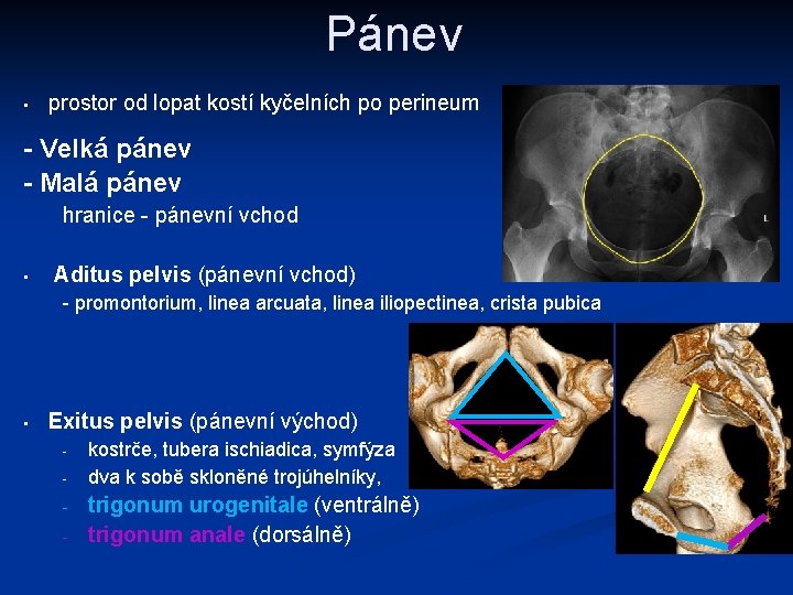 Pánev • prostor od lopat kostí kyčelních po perineum - Velká pánev - Malá