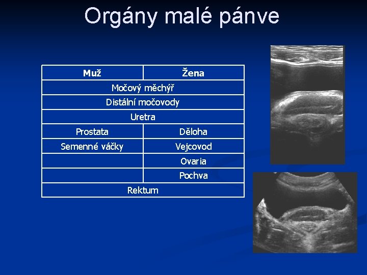 Orgány malé pánve Muž Žena Močový měchýř Distální močovody Uretra Prostata Děloha Semenné váčky