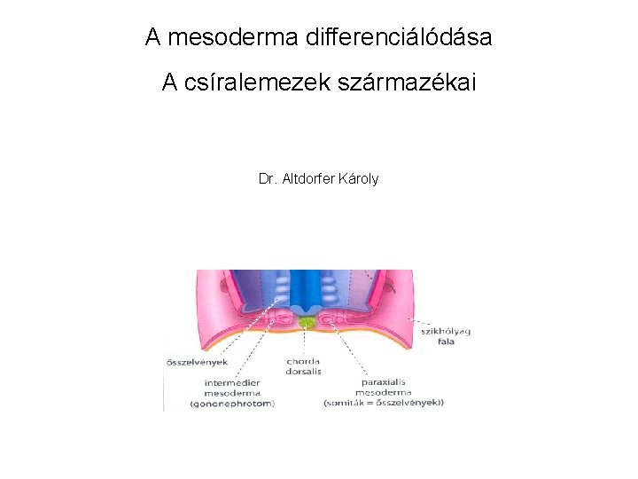 A mesoderma differenciálódása A csíralemezek származékai Dr. Altdorfer Károly 