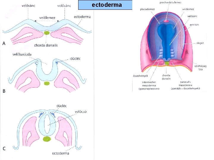 ectoderma 
