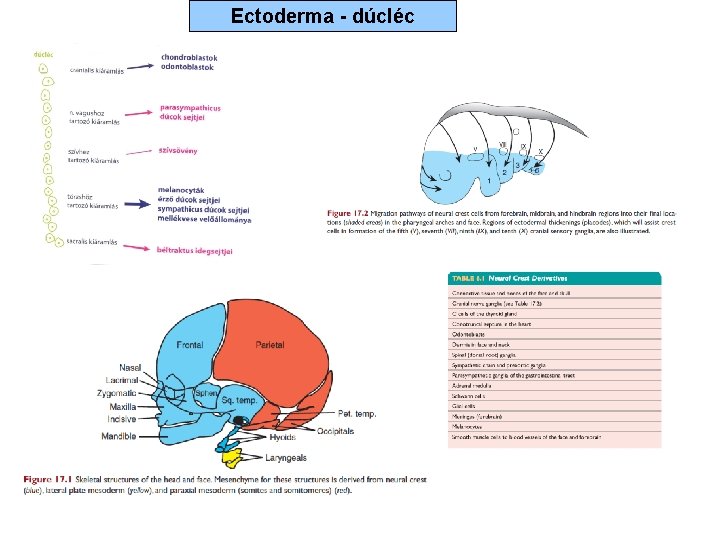 Ectoderma - dúcléc 