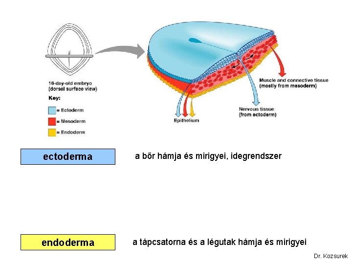 ectoderma endoderma a bőr hámja és mirigyei, idegrendszer a tápcsatorna és a légutak hámja
