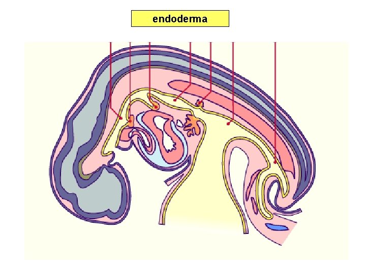 endoderma 