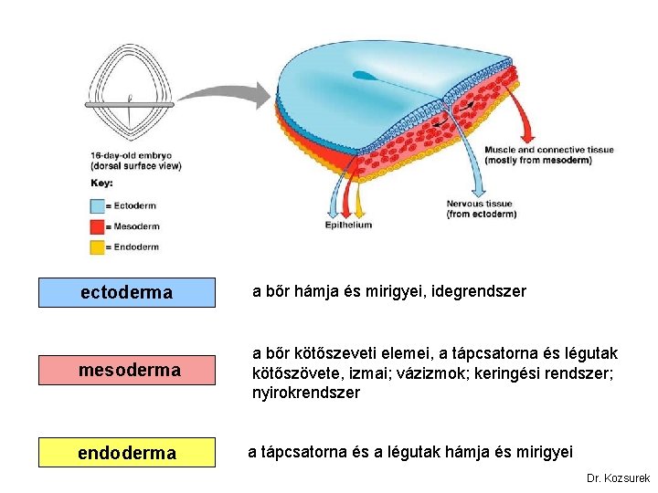 ectoderma a bőr hámja és mirigyei, idegrendszer mesoderma a bőr kötőszeveti elemei, a tápcsatorna