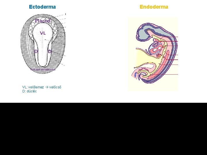 Ectoderma VL: velőlemez velőcső D: dúcléc Endoderma 