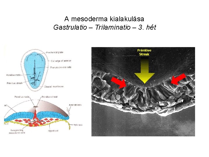 A mesoderma kialakulása Gastrulatio – Trilaminatio – 3. hét 