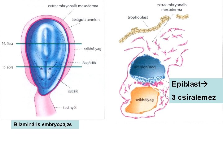 Epiblast 3 csíralemez Bilamináris embryopajzs 