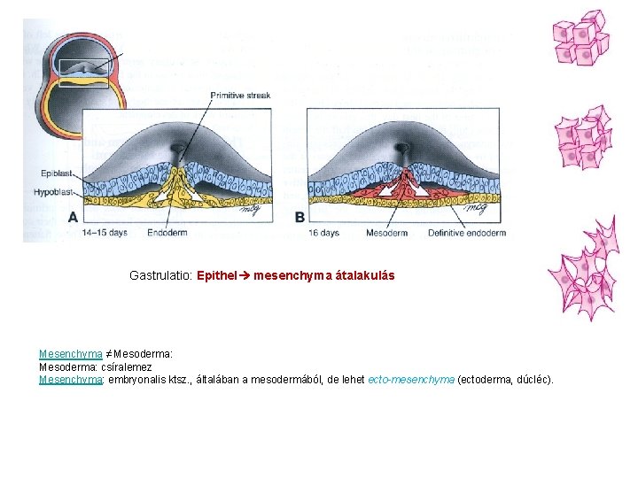 Gastrulatio: Epithel mesenchyma átalakulás Mesenchyma ≠ Mesoderma: csíralemez Mesenchyma: embryonalis ktsz. , általában a
