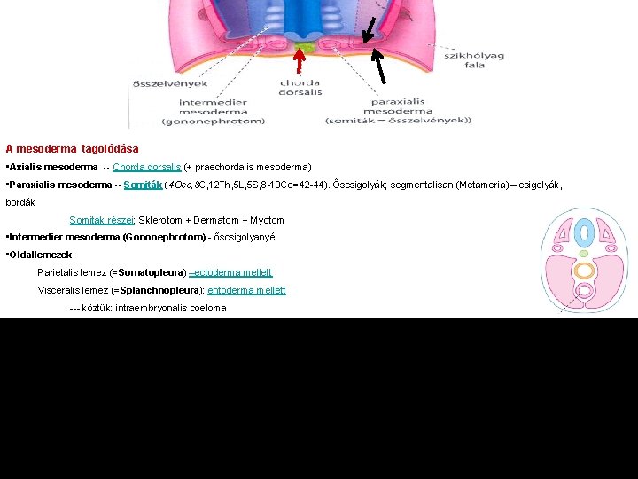 A mesoderma tagolódása • Axialis mesoderma -- Chorda dorsalis (+ praechordalis mesoderma) • Paraxialis