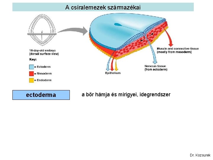 A csíralemezek származékai ectoderma a bőr hámja és mirigyei, idegrendszer Dr. Kozsurek 