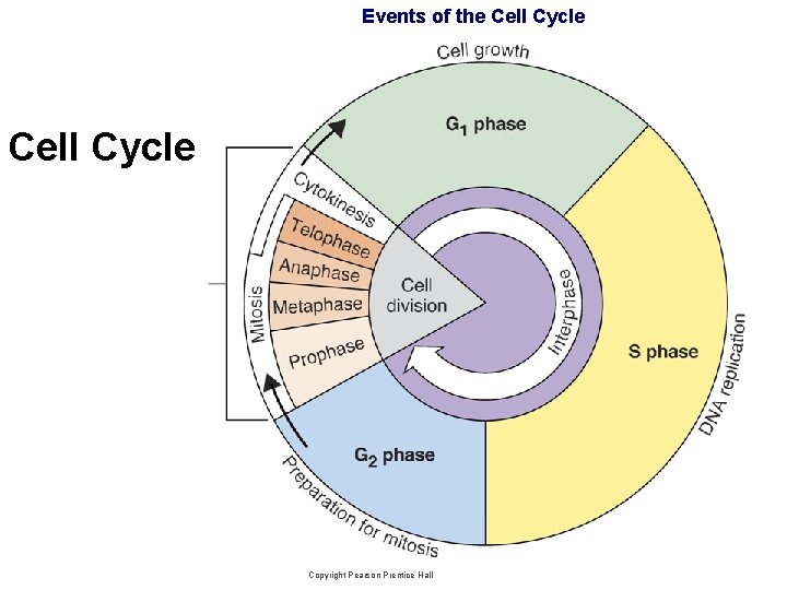 Events of the Cell Cycle Copyright Pearson Prentice Hall 