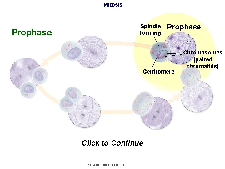 Mitosis Section 10 -2 Spindle forming Prophase Centromere Click to Continue Copyright Pearson Prentice