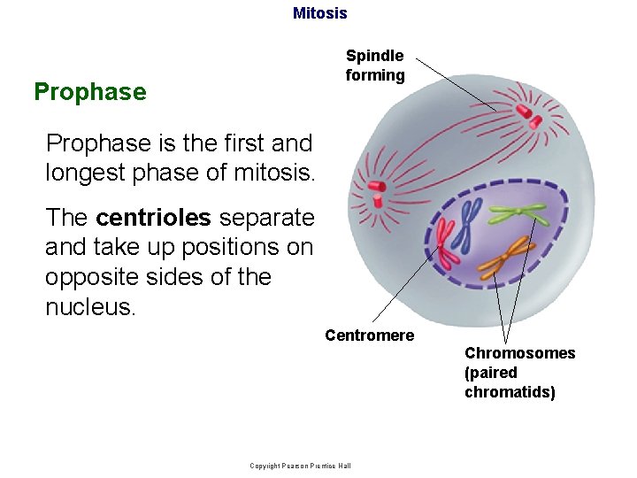 Mitosis Spindle forming Prophase is the first and longest phase of mitosis. The centrioles
