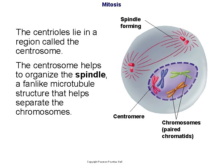 Mitosis The centrioles lie in a region called the centrosome. The centrosome helps to