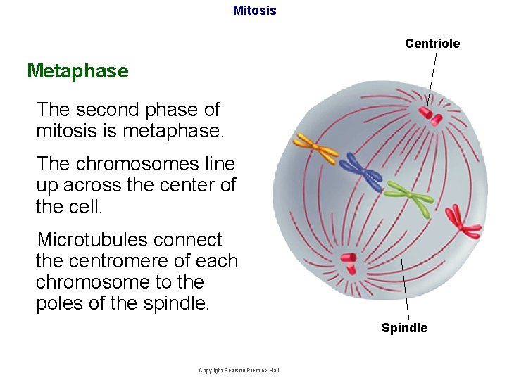 Mitosis Centriole Metaphase The second phase of mitosis is metaphase. The chromosomes line up