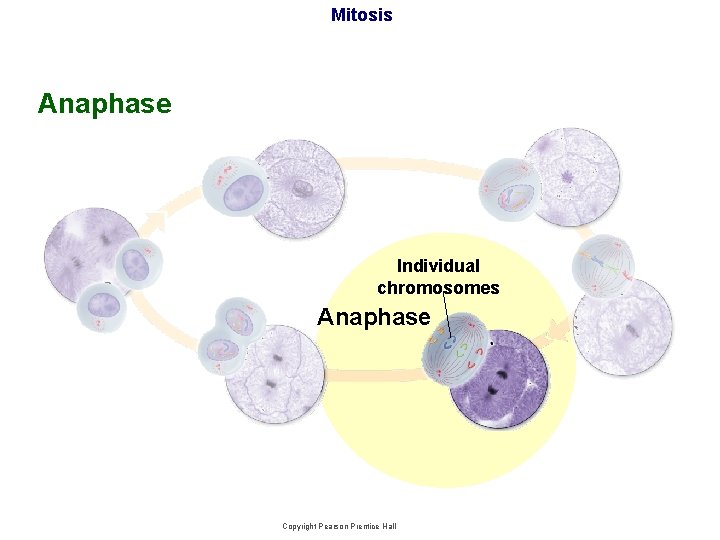 Mitosis Anaphase Individual chromosomes Anaphase Copyright Pearson Prentice Hall 