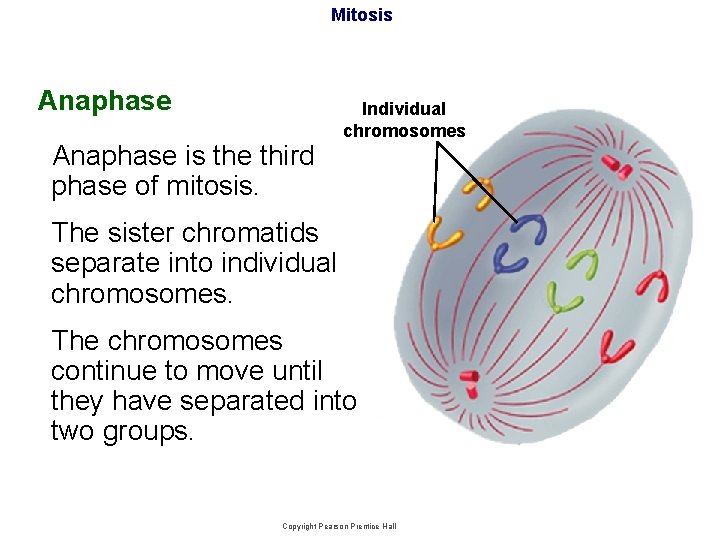 Mitosis Anaphase is the third phase of mitosis. Individual chromosomes The sister chromatids separate