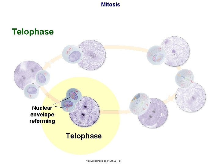 Mitosis Telophase Nuclear envelope reforming Telophase Copyright Pearson Prentice Hall 