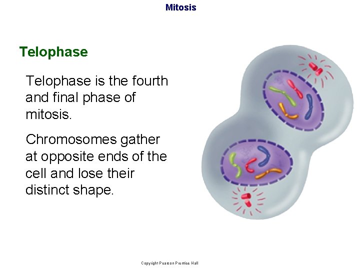 Mitosis Telophase is the fourth and final phase of mitosis. Chromosomes gather at opposite