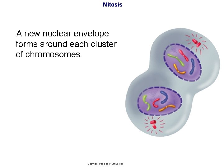 Mitosis A new nuclear envelope forms around each cluster of chromosomes. Copyright Pearson Prentice