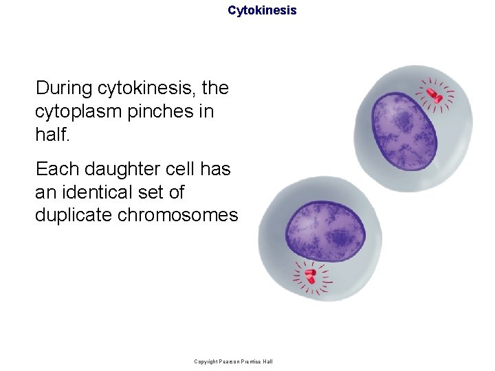 Cytokinesis During cytokinesis, the cytoplasm pinches in half. Each daughter cell has an identical