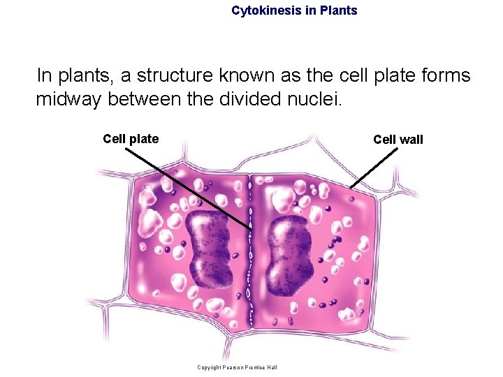 Cytokinesis in Plants In plants, a structure known as the cell plate forms midway