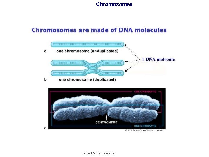 Chromosomes Copyright Pearson Prentice Hall 