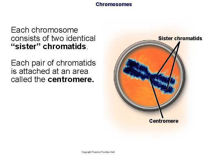 Chromosomes Each chromosome consists of two identical “sister” chromatids. Sister chromatids Each pair of