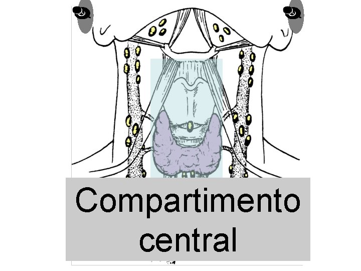 Compartimento central 