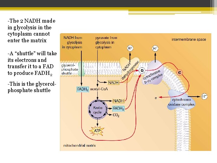 -The 2 NADH made in glycolysis in the cytoplasm cannot enter the matrix -A