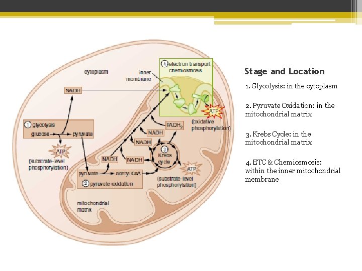 Stage and Location 1. Glycolysis: in the cytoplasm 2. Pyruvate Oxidation: in the mitochondrial