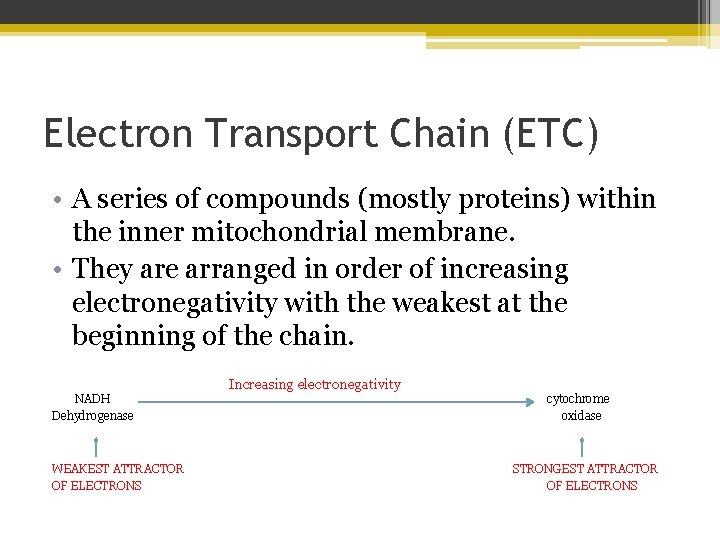 Electron Transport Chain (ETC) • A series of compounds (mostly proteins) within the inner