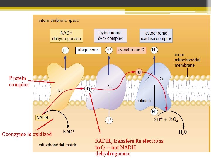 Protein complex Coenzyme is oxidized FADH 2 transfers its electrons to Q – not