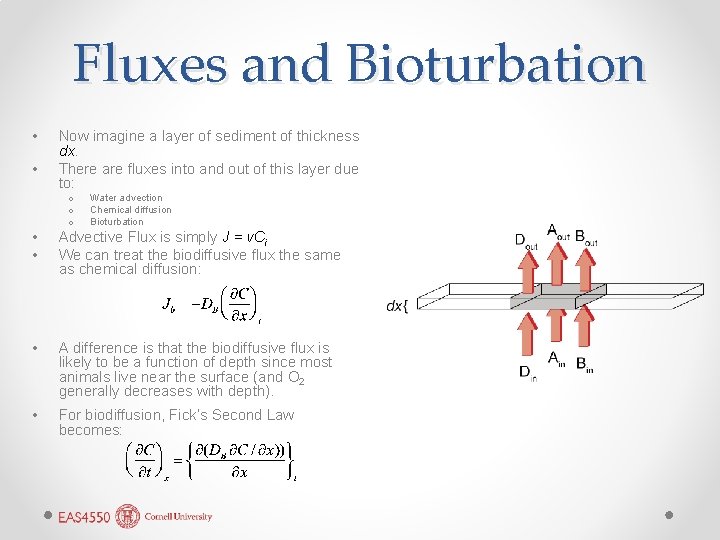 Fluxes and Bioturbation • • Now imagine a layer of sediment of thickness dx.