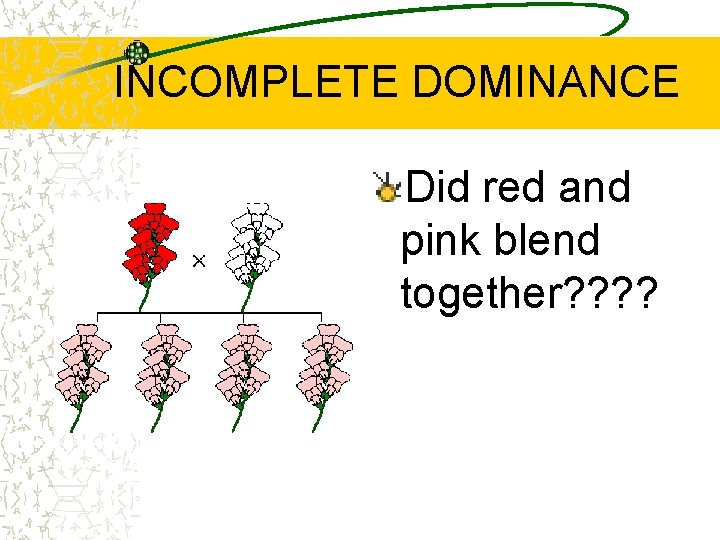 INCOMPLETE DOMINANCE Did red and pink blend together? ? 