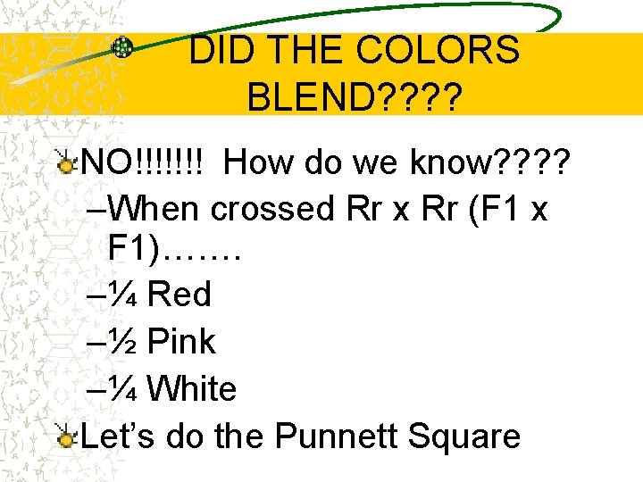 DID THE COLORS BLEND? ? NO!!!!!!! How do we know? ? –When crossed Rr