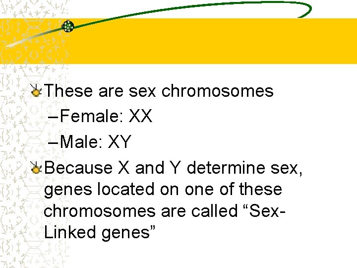 These are sex chromosomes – Female: XX – Male: XY Because X and Y