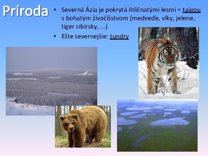 Príroda • Severná Ázia je pokrytá ihličnatými lesmi = tajgou s bohatým živočíšstvom (medveďe,