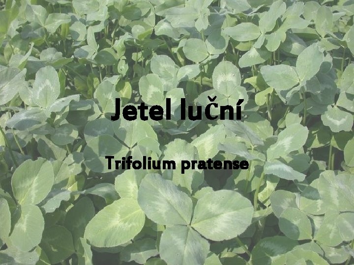 Jetel luční Trifolium pratense 