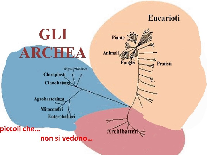 GLI ARCHEA piccoli che… non si vedono… 