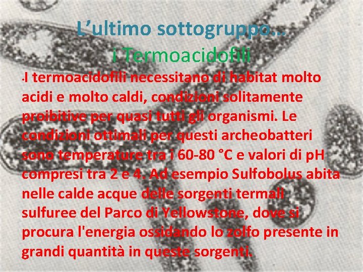 L’ultimo sottogruppo… i Termoacidofili I termoacidofili necessitano di habitat molto acidi e molto caldi,