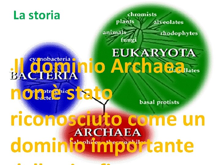 La storia Il dominio Archaea non è stato riconosciuto come un dominio importante •