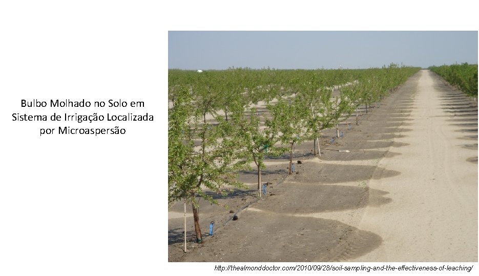 Bulbo Molhado no Solo em Sistema de Irrigação Localizada por Microaspersão http: //thealmonddoctor. com/2010/09/28/soil-sampling-and-the-effectiveness-of-leaching/