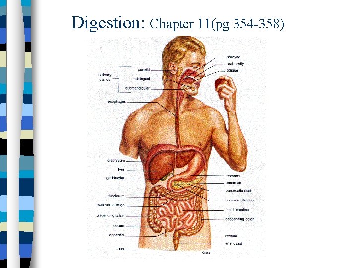 Digestion: Chapter 11(pg 354 -358) 