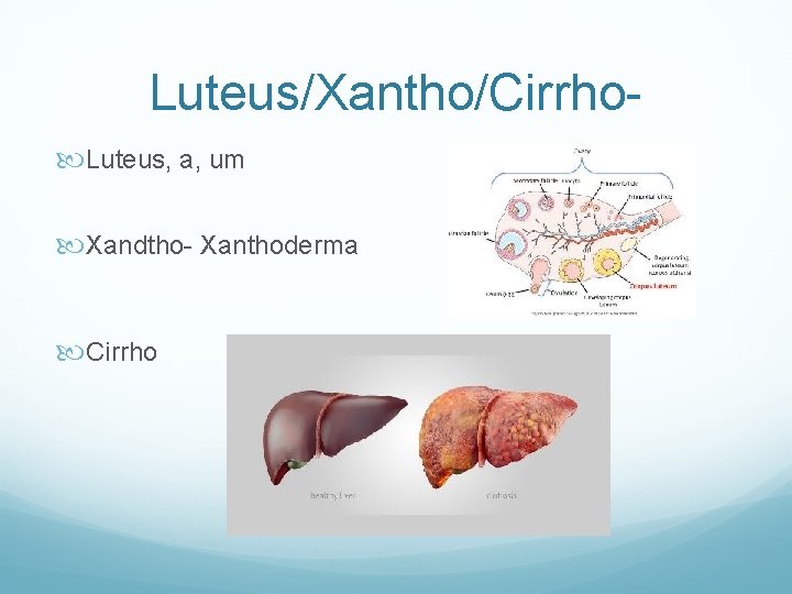 Luteus/Xantho/Cirrho Luteus, a, um Xandtho- Xanthoderma Cirrho 