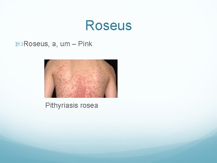 Roseus, a, um – Pink Pithyriasis rosea 