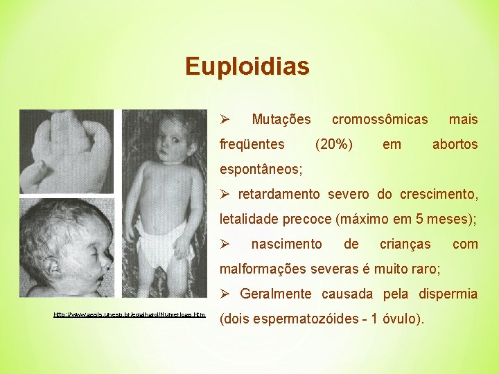 Euploidias Ø Mutações freqüentes cromossômicas (20%) em mais abortos espontâneos; Ø retardamento severo do