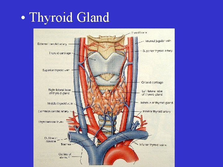  • Thyroid Gland 